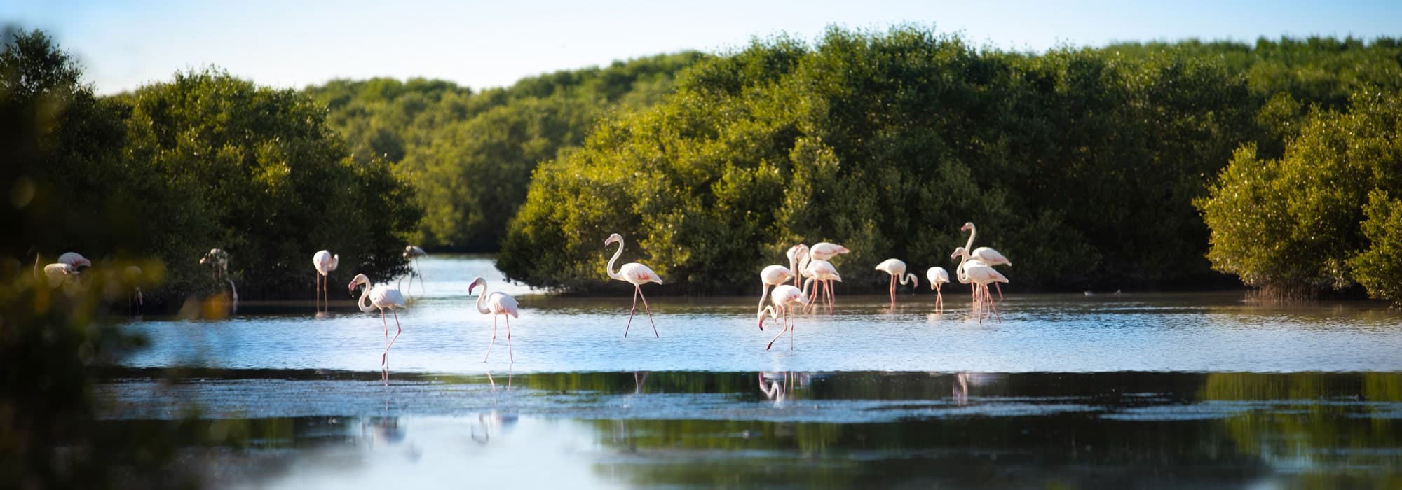 Al Zorah Nature Reserve
